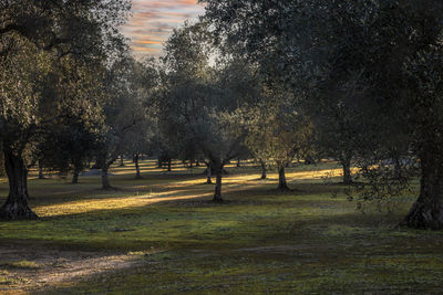 Trees on field