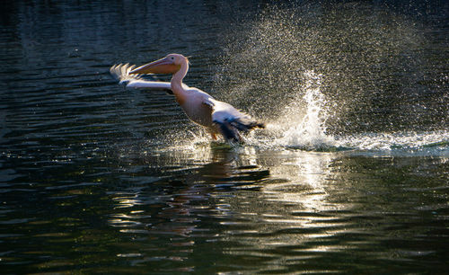 View of bird flying over lake