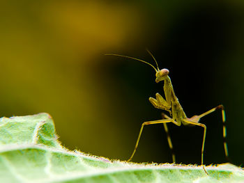 Close-up of insect on leaf