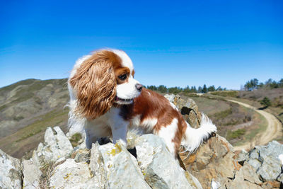 Purebred cavalier king charles spaniel outdoors