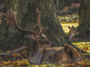 View of deer in forest