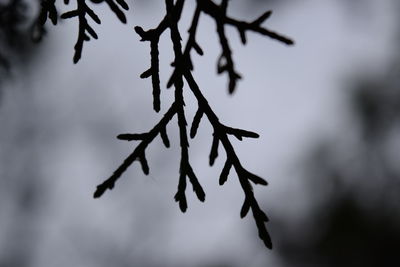 Close-up of branch