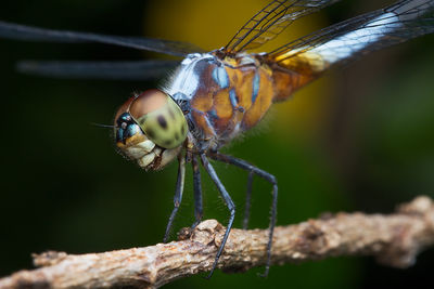 Close-up of insect on leaf