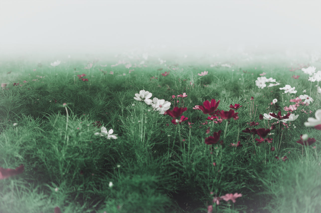 SCENIC VIEW OF FLOWERING PLANTS ON LAND