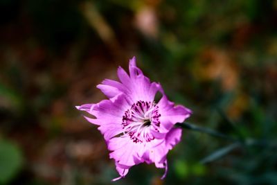 Close-up of pink flowering plant