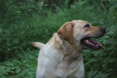 Close-up of dog