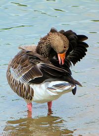 Close-up of duck swimming in lake