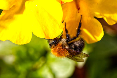 Close-up of bee pollinating on yellow flower