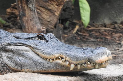 Close-up of crocodile on riverbank