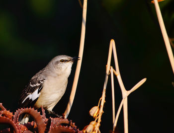 Low angle view of bird perching on branch