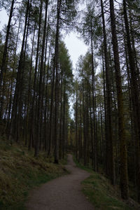 Trees in forest against sky