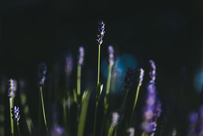 Close-up of purple flowering plant on field
