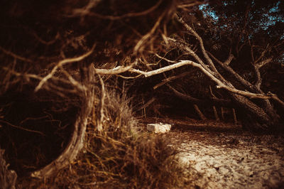 Close-up of tree trunk in forest