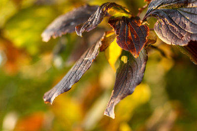 Close-up of leaves growing on tree