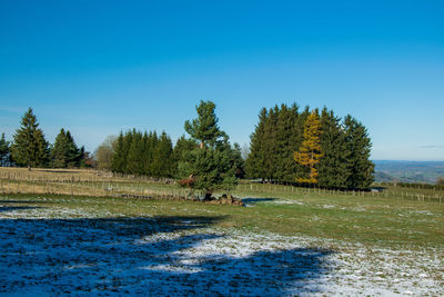 Scenic view of trees on field against clear blue sky