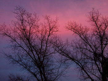 Low angle view of bare trees against sky