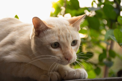 Close-up of a cat looking away