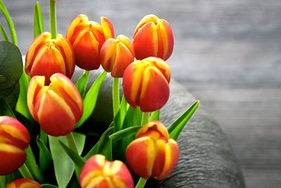 Close-up of red tulips