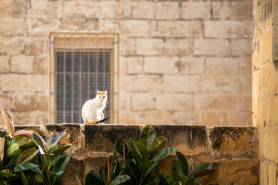 View of a cat against wall