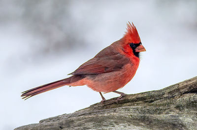 Male cardinal in winter posing