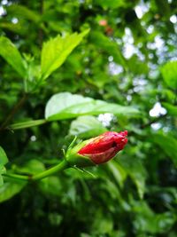 Close-up of red rose on leaf