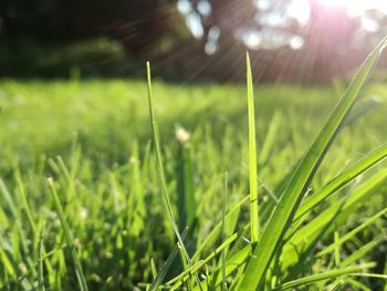 Close-up of grass on field