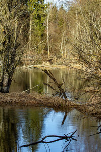 Scenic view of lake in forest