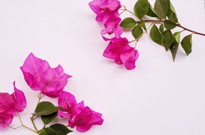 Close-up of pink flowering plant against white background