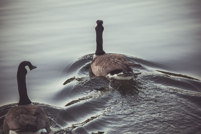 Swan swimming in lake