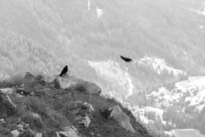 Birds flying in a mountain