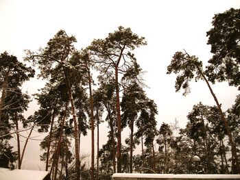 Low angle view of trees against clear sky