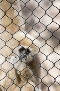 Close-up of chainlink fence