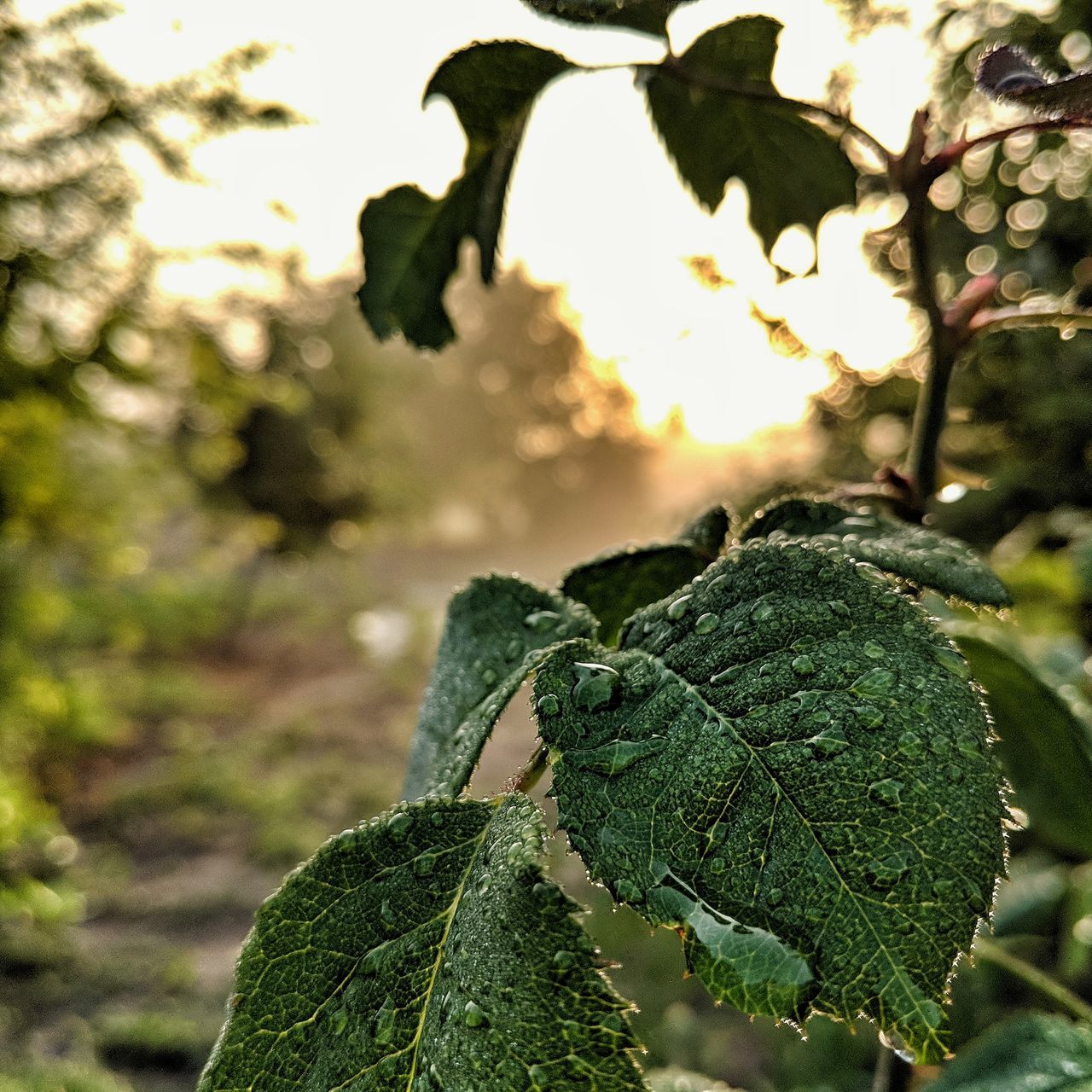 leaf, plant, plant part, focus on foreground, green color, growth, close-up, nature, day, beauty in nature, tree, no people, outdoors, freshness, food and drink, drop, food, tranquility, land, wet