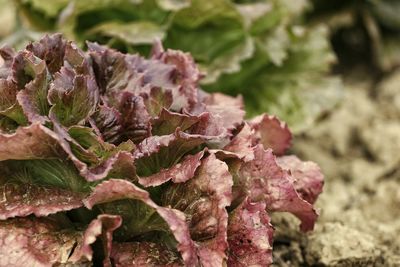 Close-up of red salad on plant