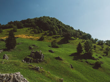 Scenic view of trees on field against sky