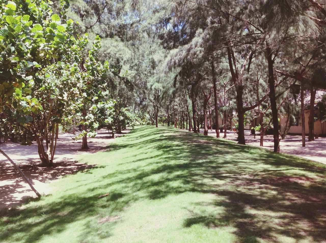 tree, the way forward, growth, nature, branch, transportation, tranquility, diminishing perspective, built structure, railing, forest, day, footbridge, outdoors, plant, connection, footpath, vanishing point, green color, walkway