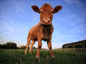 Portrait of cow on field