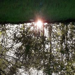 Low angle view of trees in forest against sky