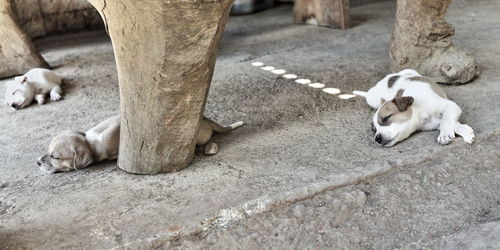 High angle view of a dog