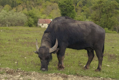 Buffalo grazing on field