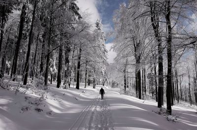 Road passing through trees