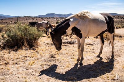 Spotted wild horse appaloosa in herd of wild horses in nevada desert