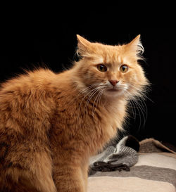 Adult red cat with white mustache sits on a woolen blanket, dark background