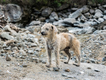 Lion standing on rock