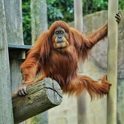 Portrait of monkey sitting on wood in zoo