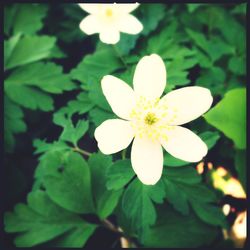 Close-up of white flower