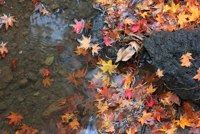 High angle view of maple leaves on tree during autumn