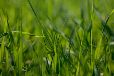 Full frame shot of crops growing on field