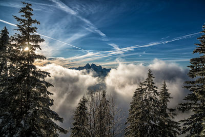 Low angle view of pine trees against sky