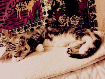 Cat sleeping on sofa